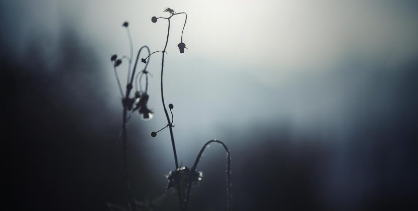 Photo Gallery